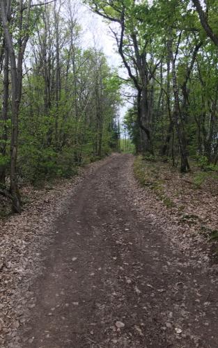 Door het bos, maar ook hier omhoog