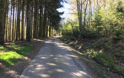 Door het bos vaak over  een ruig  pad maar soms langs gebaande wegen